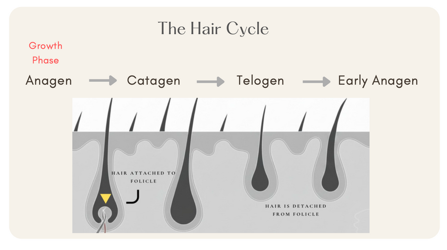 The hair growth cycle